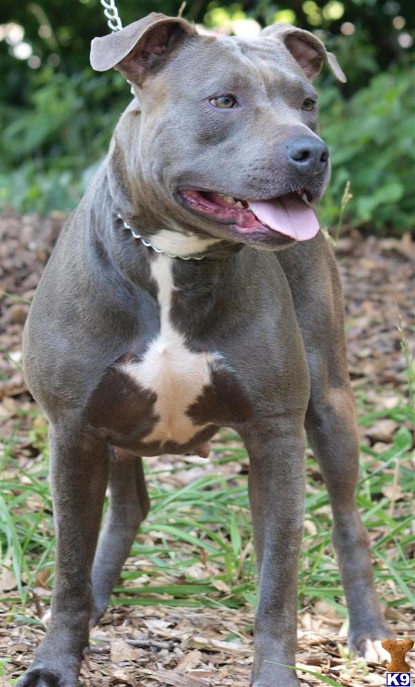 UKC / ADBA PR Blue Pitbull Female